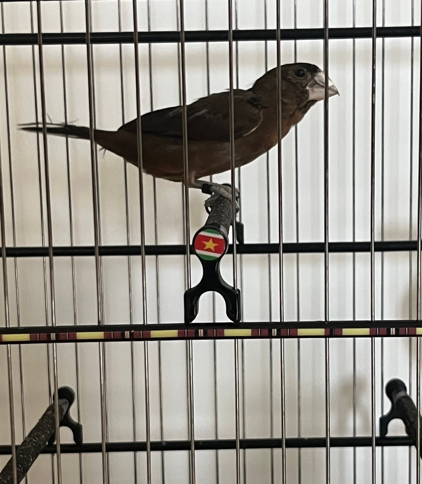 Twatwa 2025, Dieren en Toebehoren, Ophalen, Nieuw, Hout, Vogelkooi