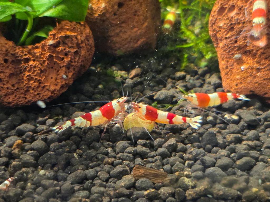 Crystal Red garnalen – per 12 stuks € 25,-, Dieren en Toebehoren, Vissen | Aquariumvissen, Kreeft, Krab of Garnaal, Zoetwatervis