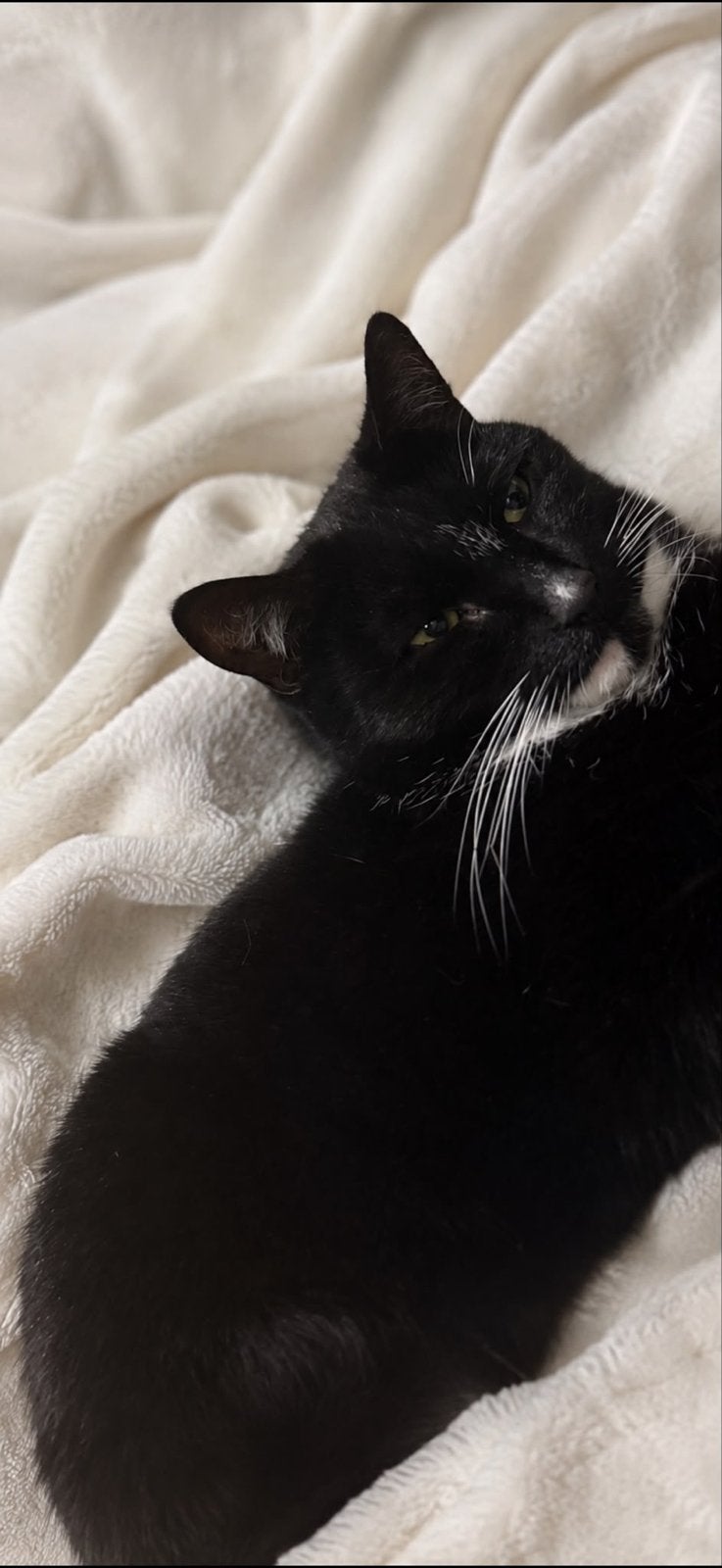 Katten, Poes, Kortharig, 0 tot 2 jaar