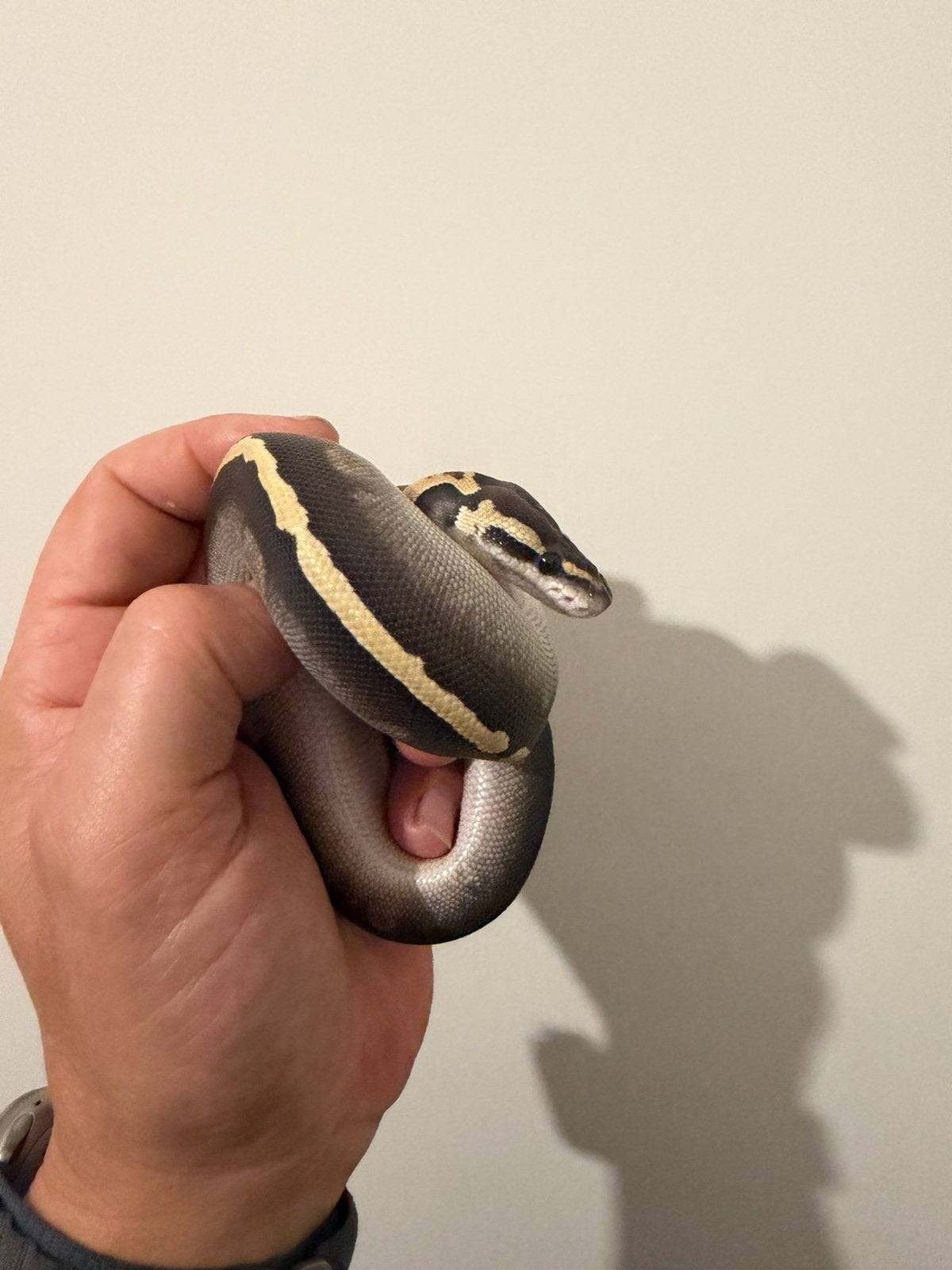 0.1 Ball Python / Regius