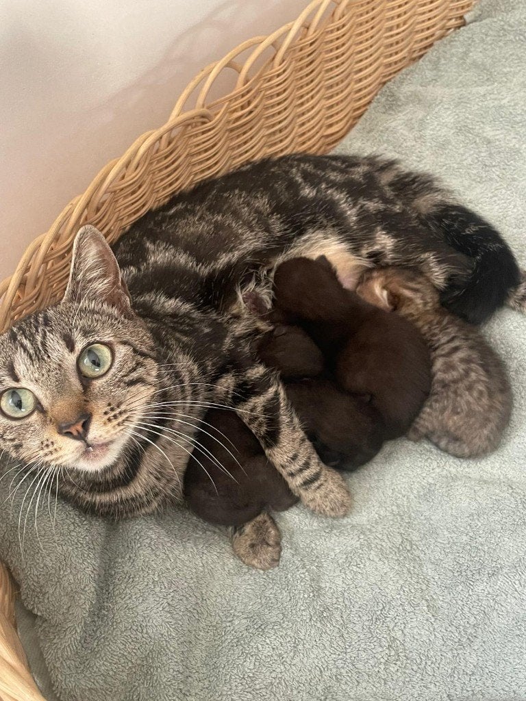 Bengaalse kruising kittens, Meerdere dieren, Kortharig, 0 tot 2 jaar