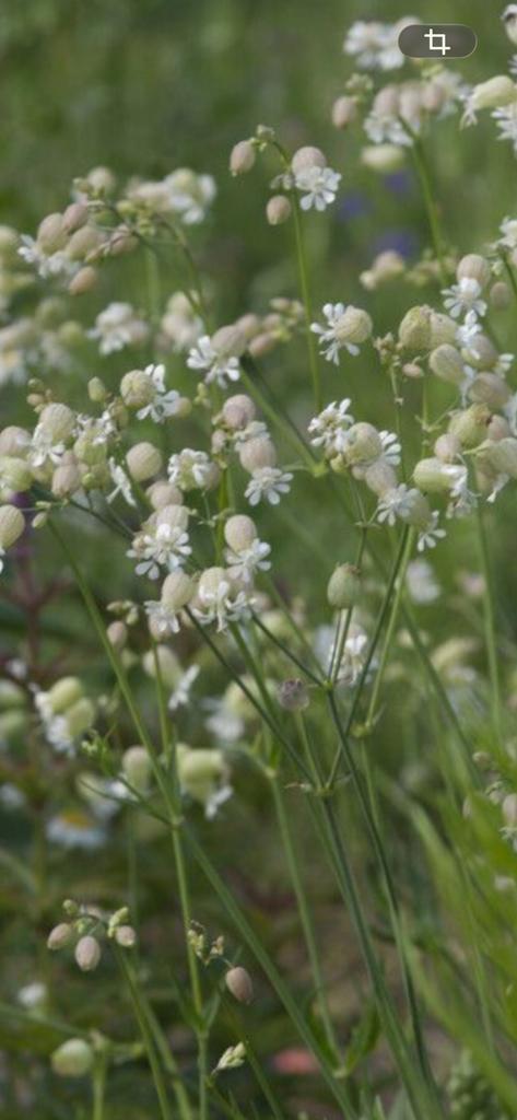 Gifvrije zaden Blaasseline bloemzaden, Ophalen of Verzenden, Eenjarig, Overige soorten, Volle zon