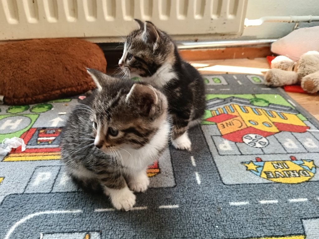 Kittens, Poes, Kortharig