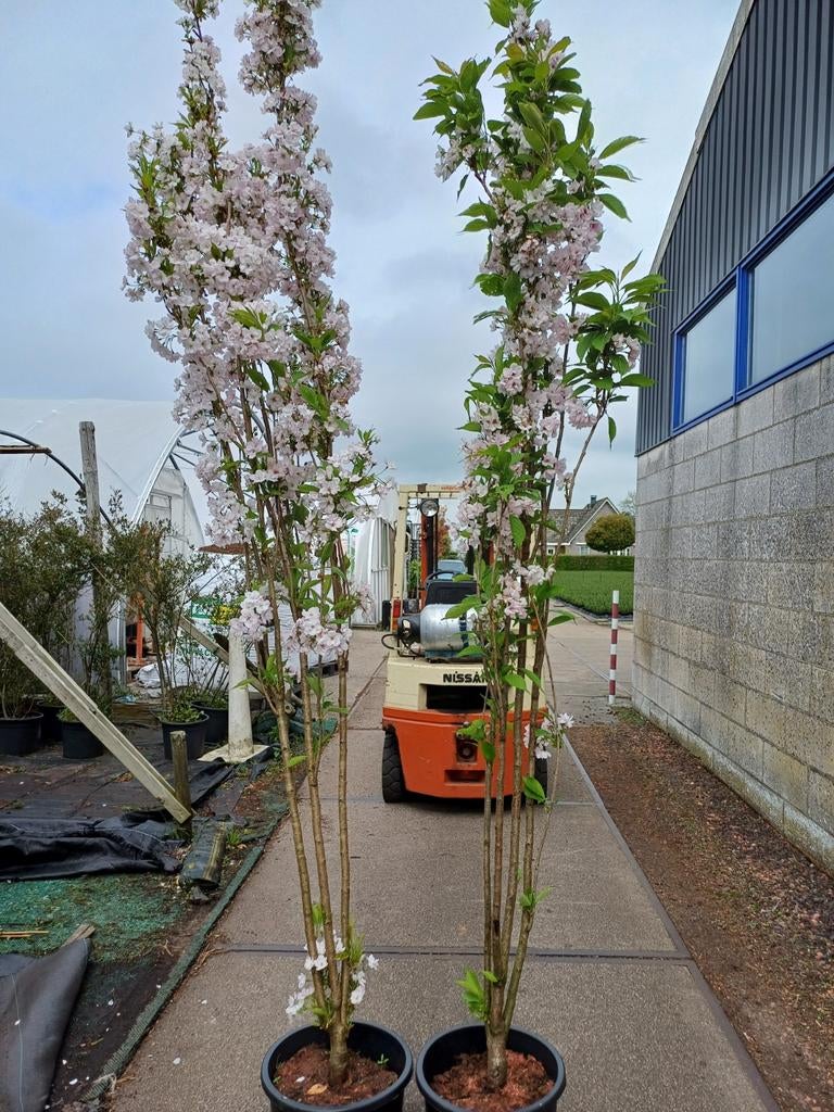 Prunus serrulata 'Amanogawa' - Japanse Zuilkers, Tuin en Terras, Planten | Bomen, Ophalen of Verzenden, Lente, 250 tot 400 cm