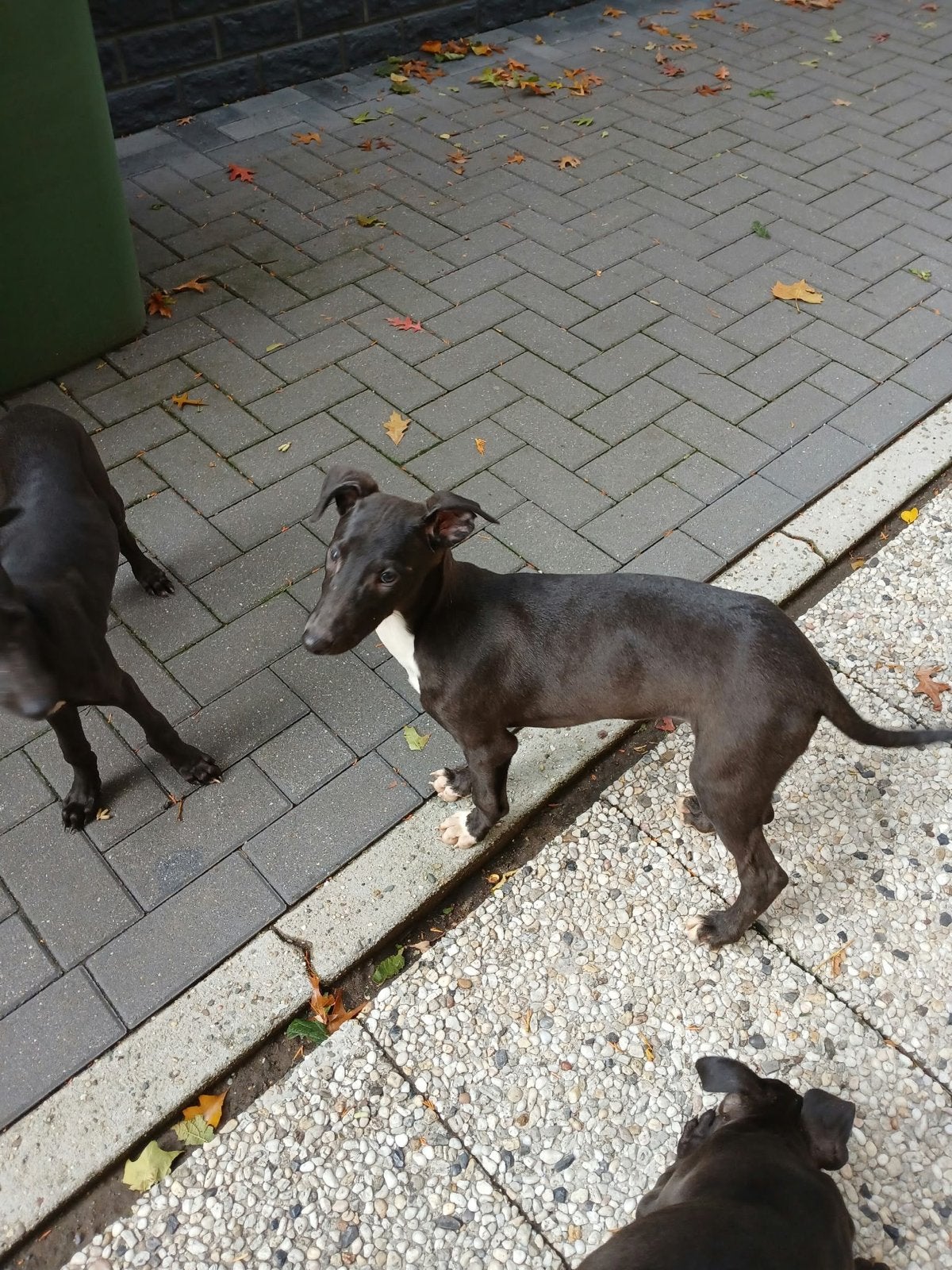 Greyhond whippet pup’s 2 teefjes 3 reutjes, Whippet, 8 tot 15 weken, Parvo, Meerdere