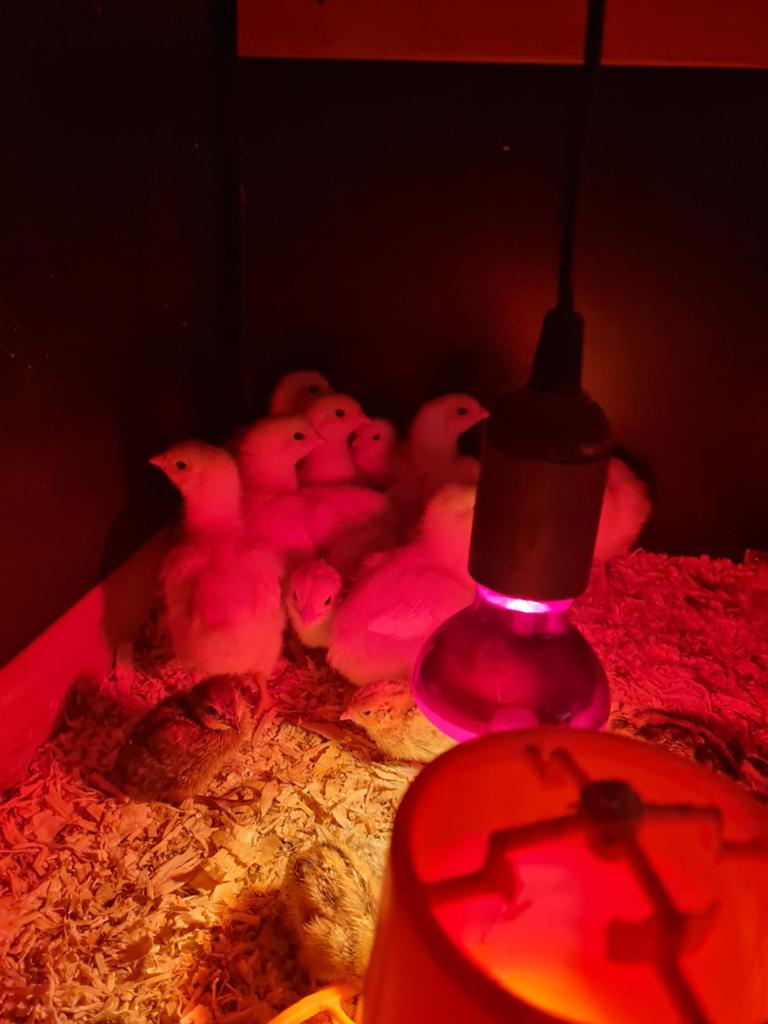 Kuikens van de witte barnevelder, Dieren en Toebehoren, Vrouwelijk, Kip