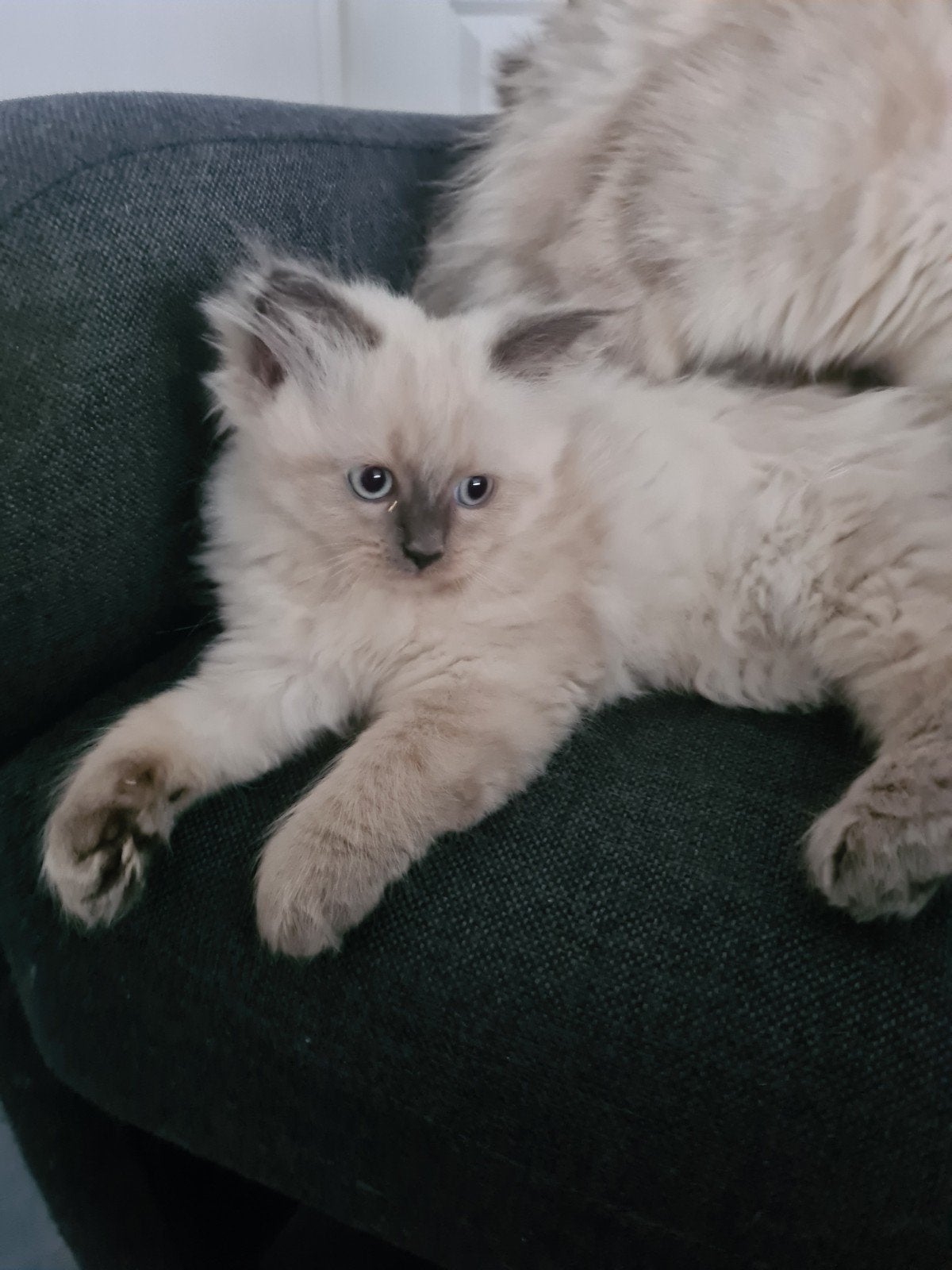 super lieve siberische/ragdoll kitten, Dieren en Toebehoren, Meerdere dieren, Ontwormd, 0 tot 2 jaar