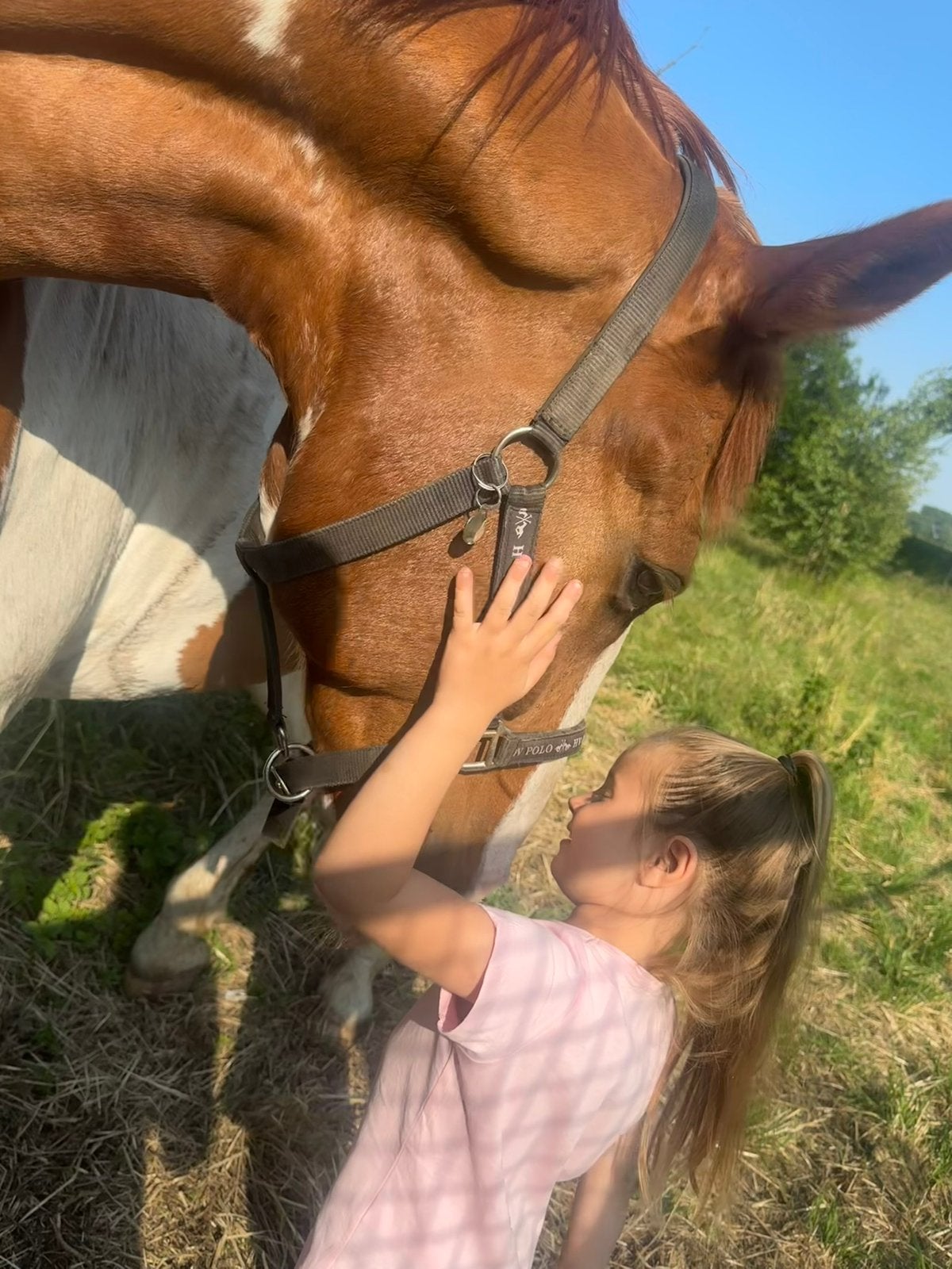 Paardrijden, Dieren en Toebehoren, Ophalen of Verzenden, Nieuw