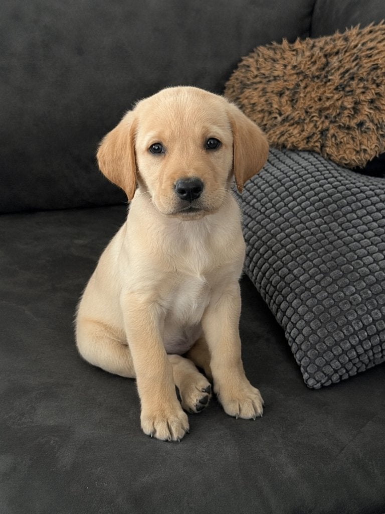 Goldenretriever, Dieren en Toebehoren, Honden-accessoires, Ophalen