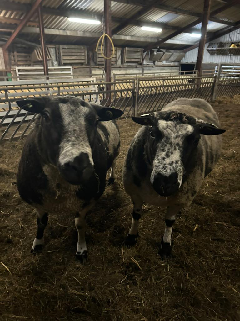 2 bonte dek rammen, Dieren en Toebehoren, Schapen, Geiten en Varkens, Mannelijk, Schaap