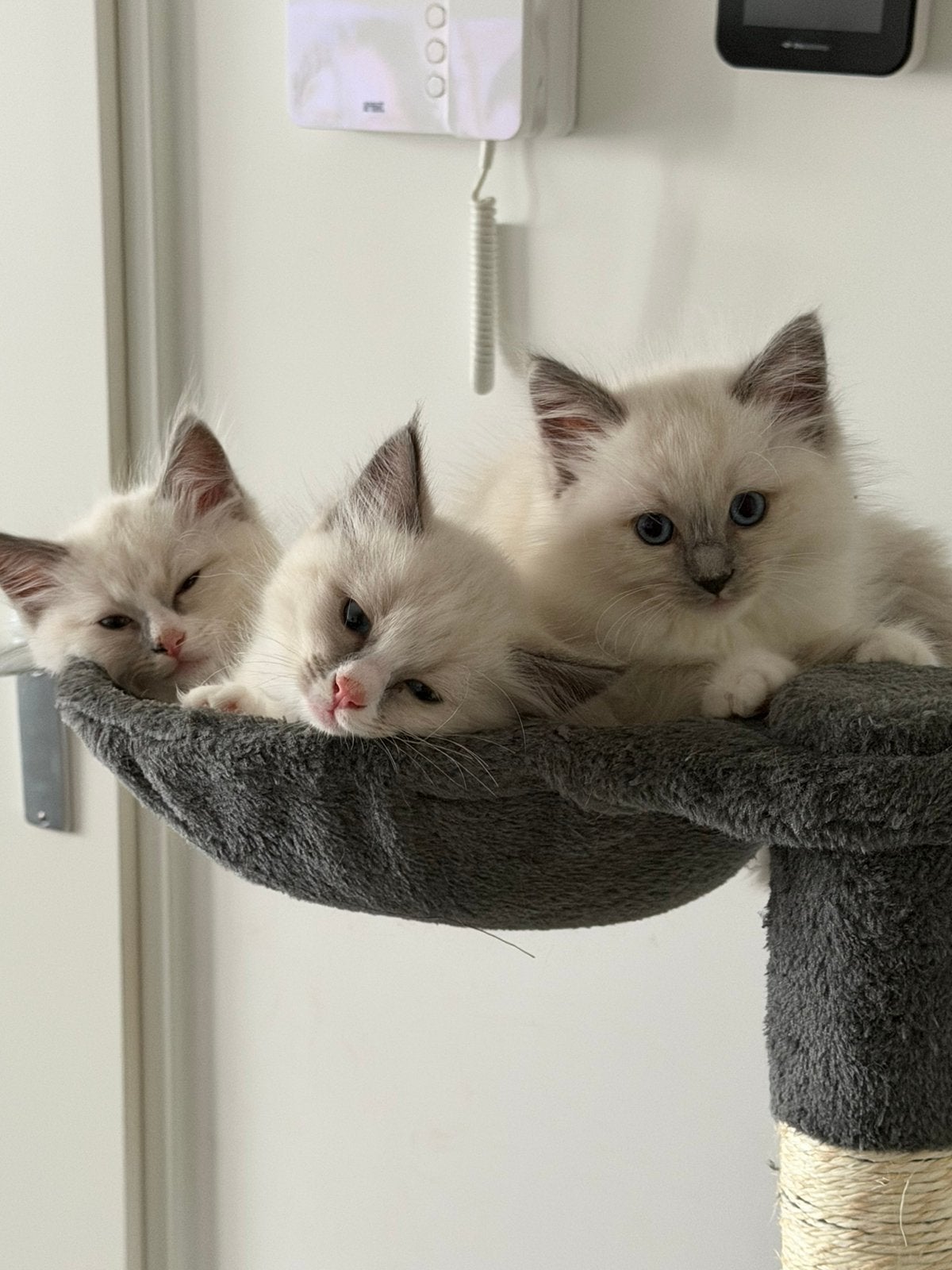 Raszuivere Ragdoll kittens, Dieren en Toebehoren, Poes, Ontwormd, 0 tot 2 jaar