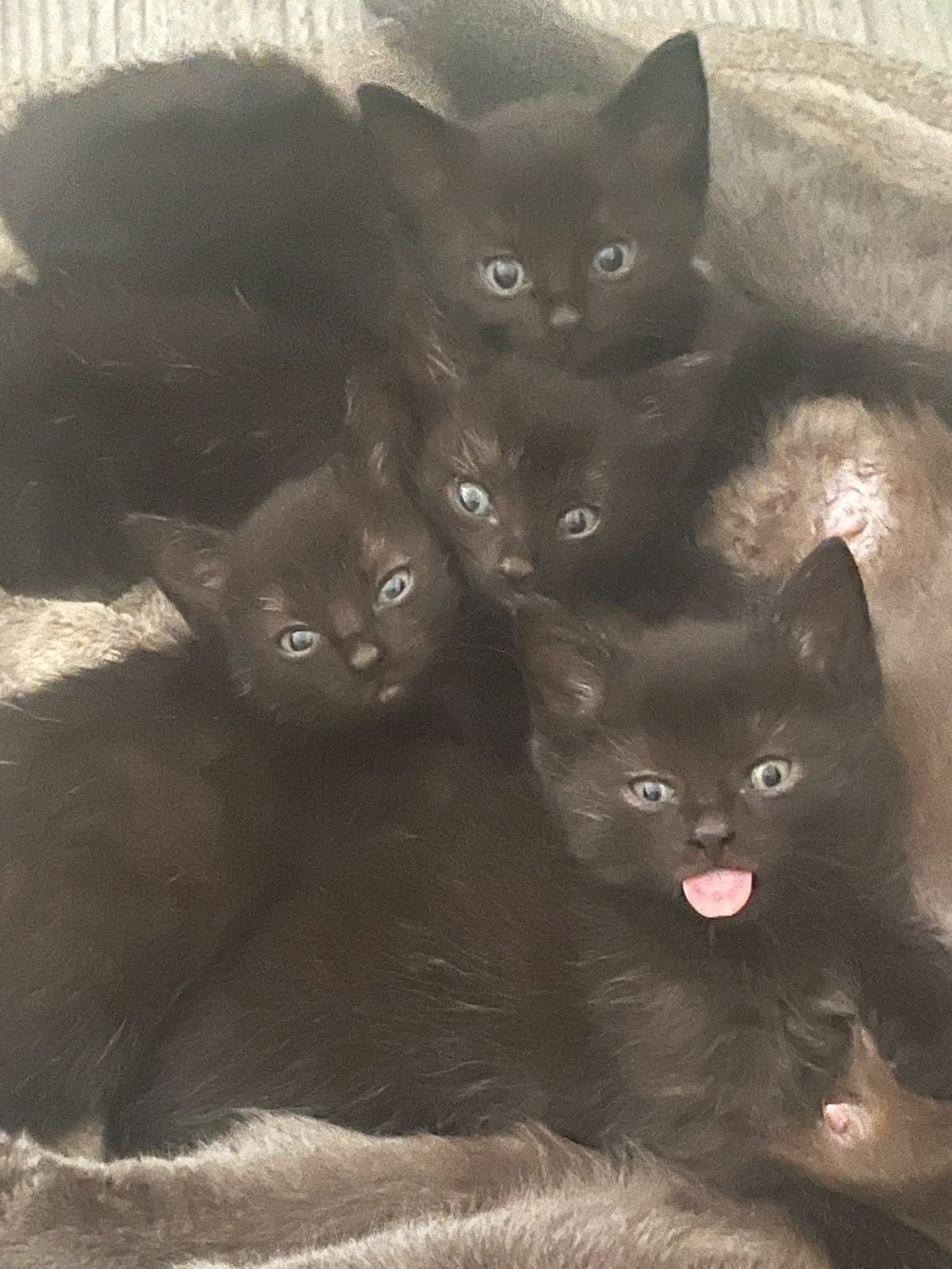 Kittens, Meerdere dieren, Kortharig, 0 tot 2 jaar
