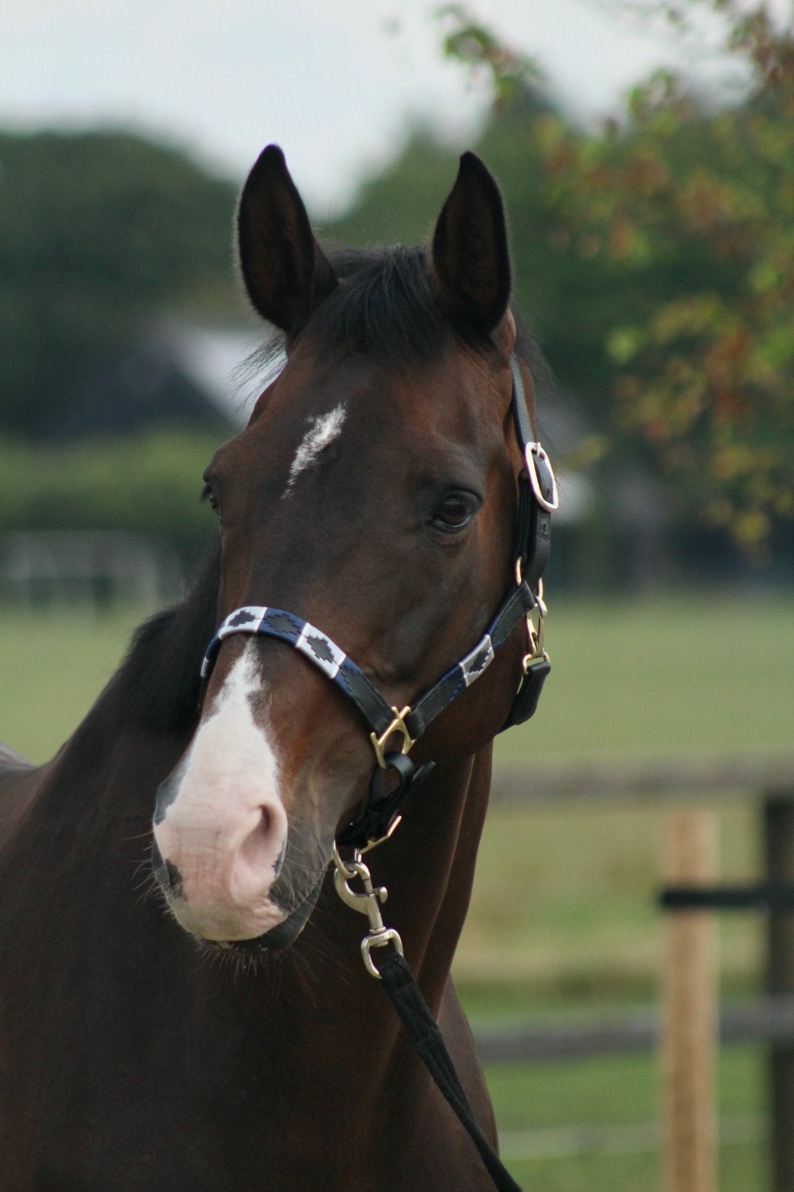 Polo halster ponu blauw/ grijs €35,00, Dieren en Toebehoren, Paarden en Pony's | Hoofdstellen en Tuigage, Ophalen of Verzenden