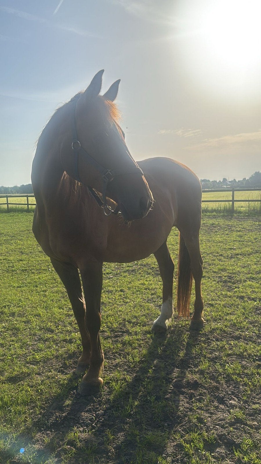 Gezocht een eigen plek, Dieren en Toebehoren, Stalling, 4 paarden of pony's of meer