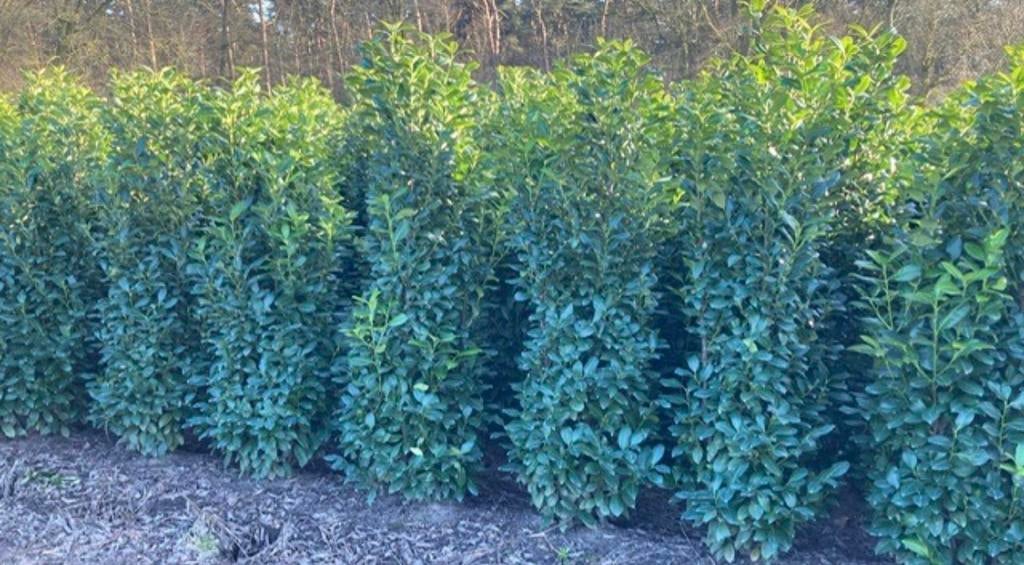 Prunus lauro. Obelisk Haagplanten | nieuw soortje, Tuin en Terras, Planten | Struiken en Hagen, Laurier, 100 tot 250 cm, Ophalen of Verzenden