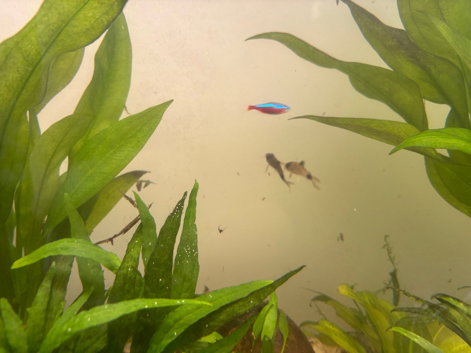 GRATIS aquarium! GERESERVEERD!!!, Ophalen, Inclusief vissen, Gebruikt, Gevuld zoetwateraquarium