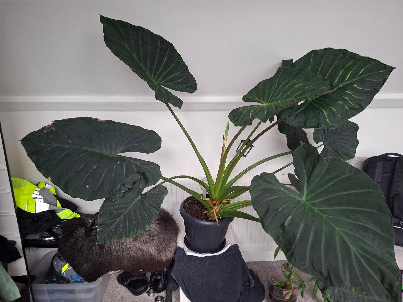 Olifantsoor, Huis en Inrichting, Kamerplanten, Ophalen of Verzenden, Halfschaduw, Minder dan 100 cm
