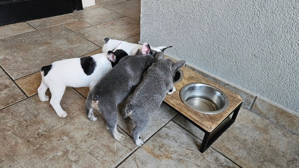 Franse Bulldog Pups met stamboom, Parvo, Nederland, 8 tot 15 weken, Bulldog