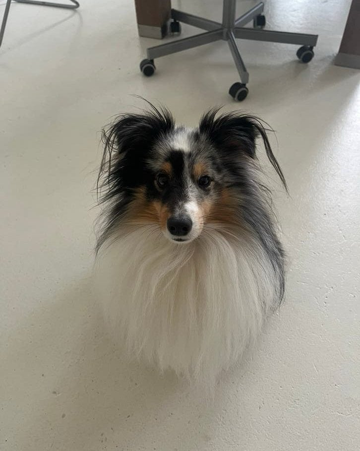 Hondenoppas aangeboden Hondenopvang - Honden Oppas, Overige merken, Ophalen, Nieuw, Overige typen