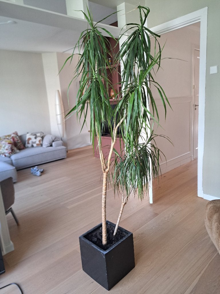 Dracaena Marginata - Drakenboom - 190cm - met pot, Ophalen, Zo goed als nieuw