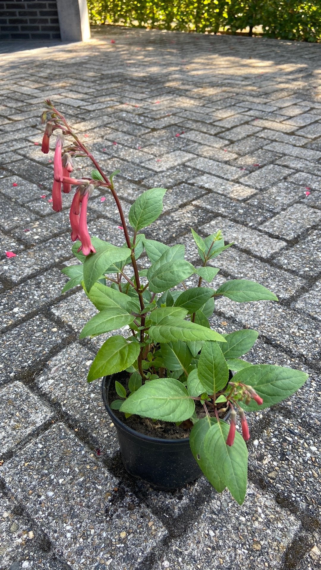 Kaapse fuchsia African Queen, Volle zon, Vaste plant, Zomer, Ophalen