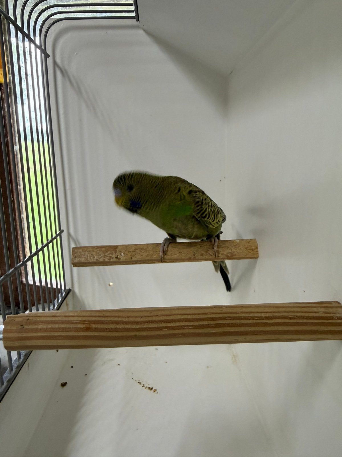 Groene blackface split blackwing split blauw 2026, Meerdere dieren, Parkiet