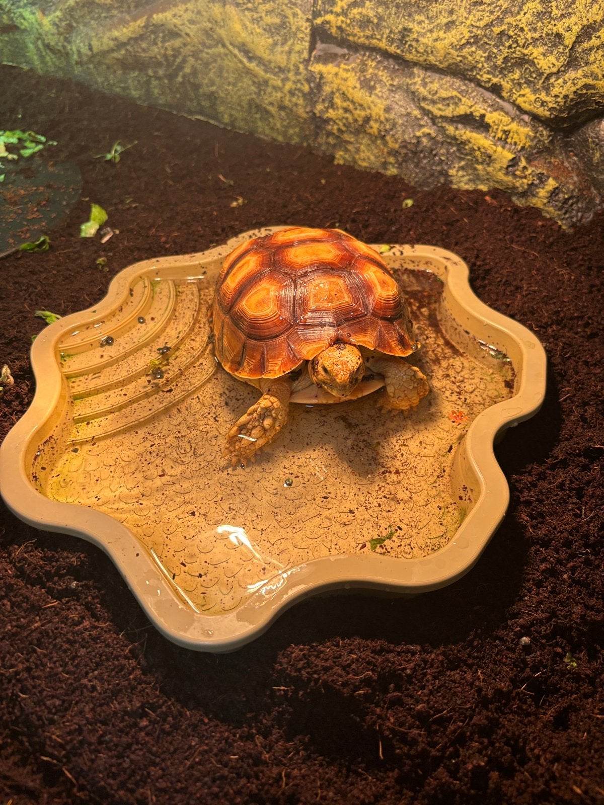 Sulcata Schilpad met of zonder terrarium., Dieren en Toebehoren, Schildpad, 0 tot 2 jaar