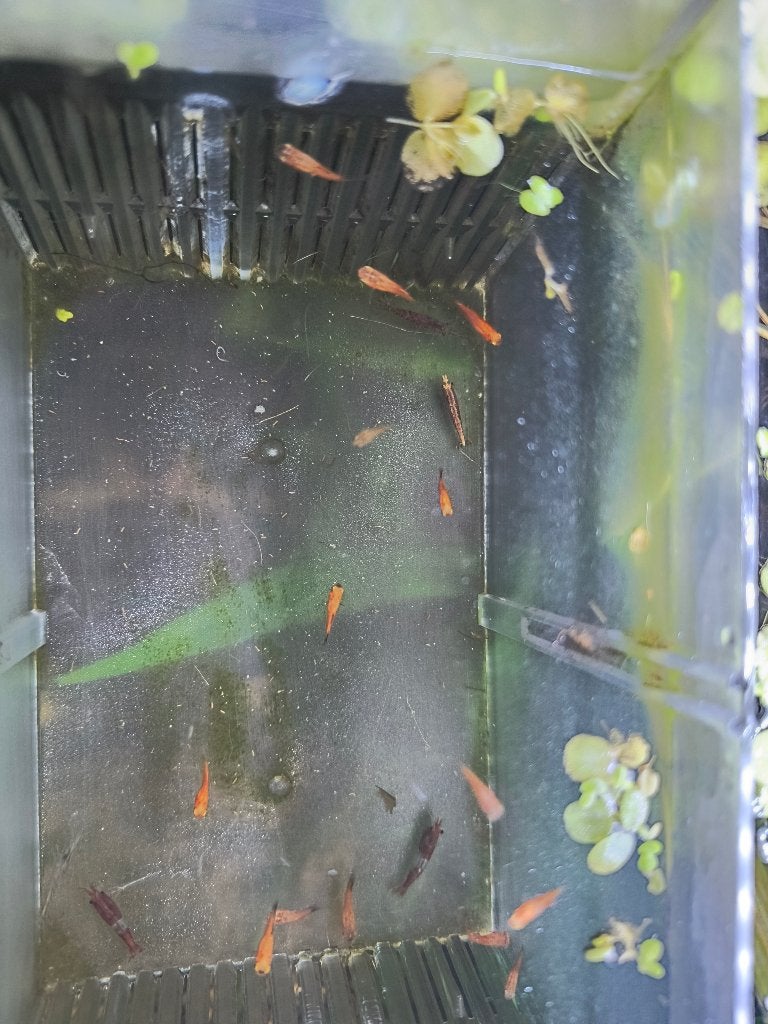 Platy,s variatus en goud molly,s, Vis, Zoetwatervis
