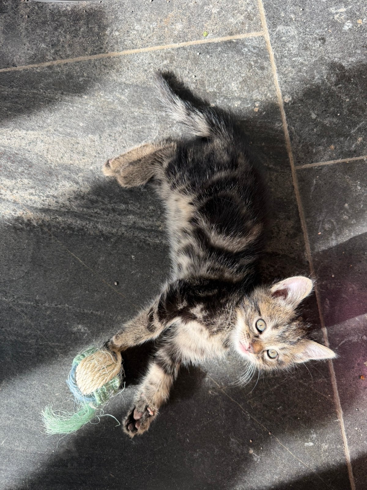 Zeer mooie lieve aanhankelijke kruising Ragdoll kittens, Dieren en Toebehoren, Meerdere dieren, Ontwormd