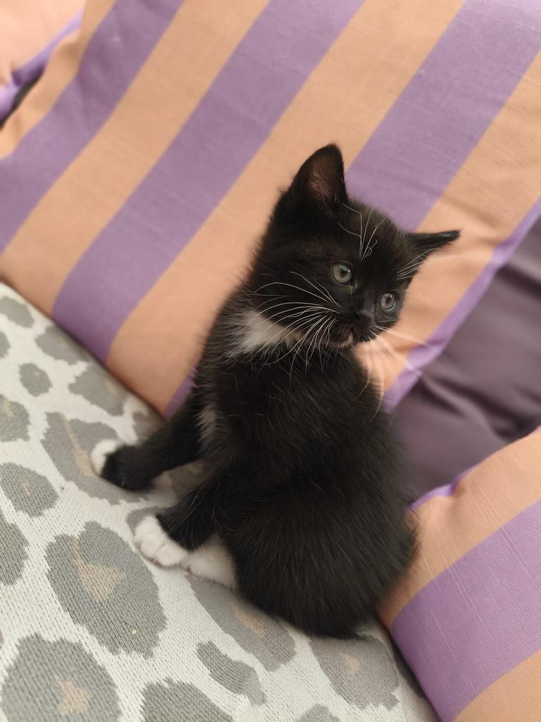 Lieve unieke speelse kittens., Meerdere dieren