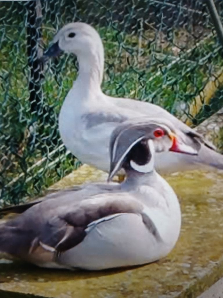 zilver carolina/ siereenden, Dieren en Toebehoren, Pluimvee, Meerdere dieren, Kip
