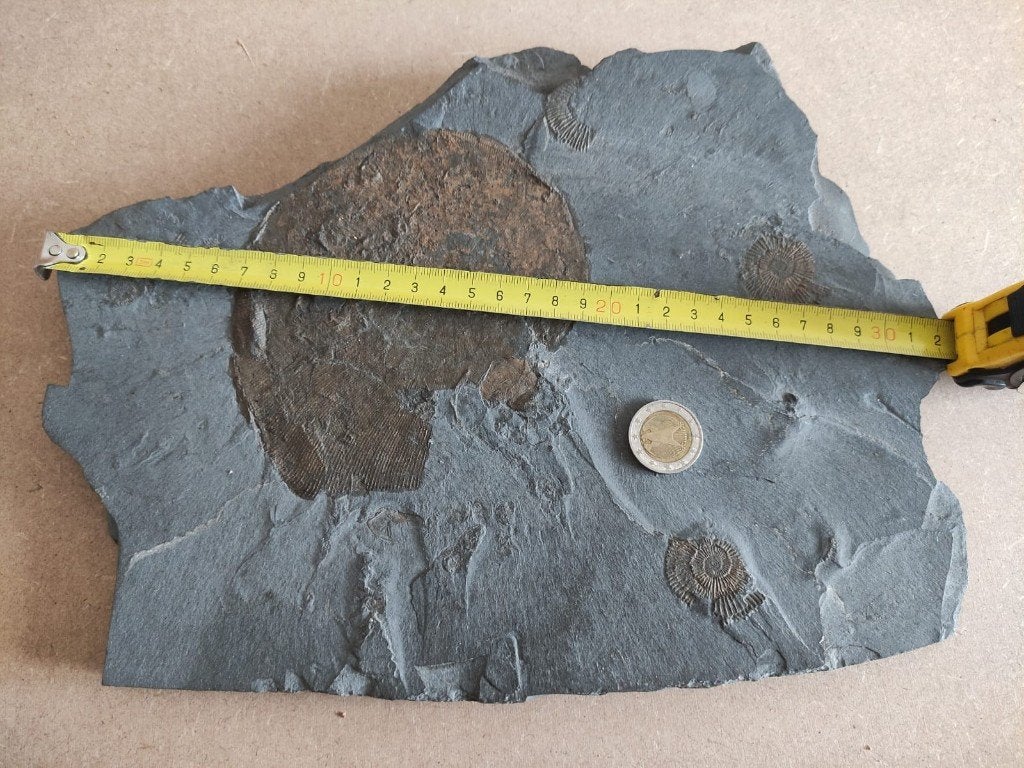 Ammoniet Phylloceras en Dactylioceras in leisteen Holzmaden, Ophalen of Verzenden, Fossiel