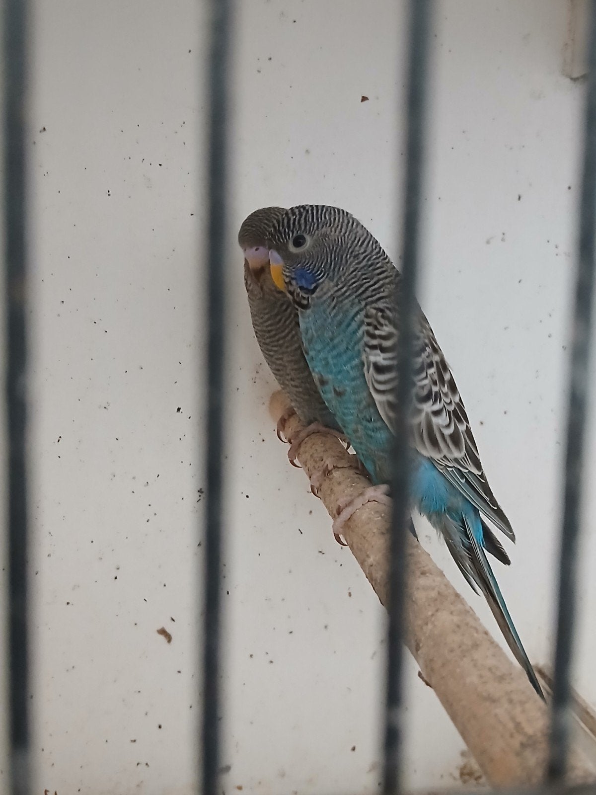 Grasparkiet blackface split blackwing, Dieren en Toebehoren, Vogels | Parkieten en Papegaaien, Meerdere dieren, Parkiet