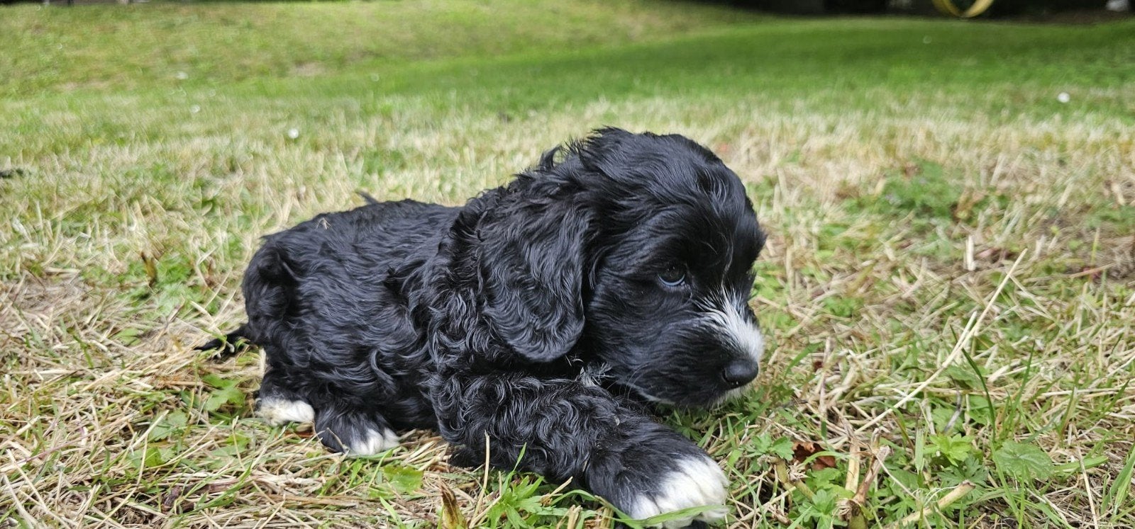 Superlieve Australian Labradoodle puppy's met stamboom, Nederland, Overige rassen, 8 tot 15 weken, Meerdere