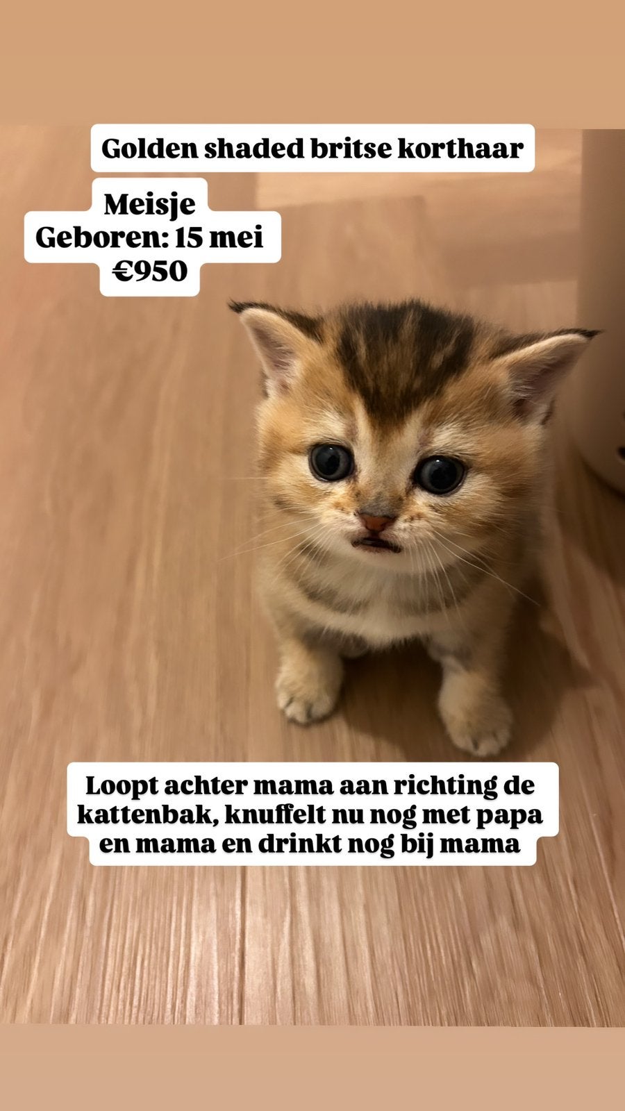 Britse korthaar golden shaded, Meerdere dieren, 0 tot 2 jaar