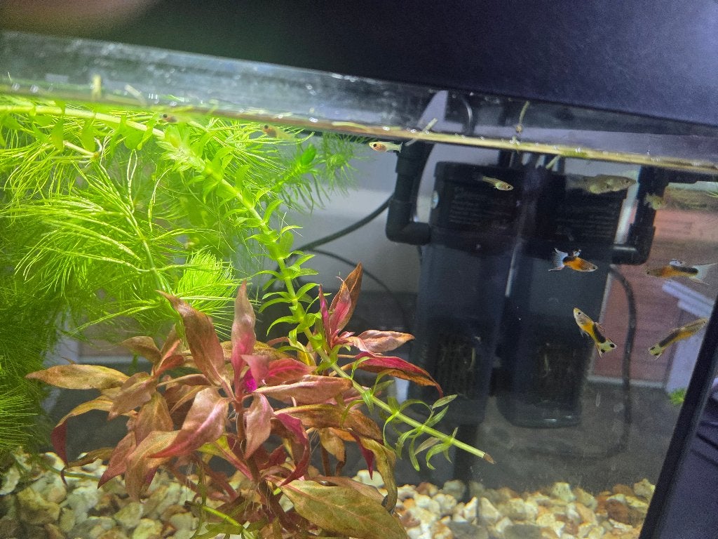 Guppen, Dieren en Toebehoren, Vis, Zoetwatervis