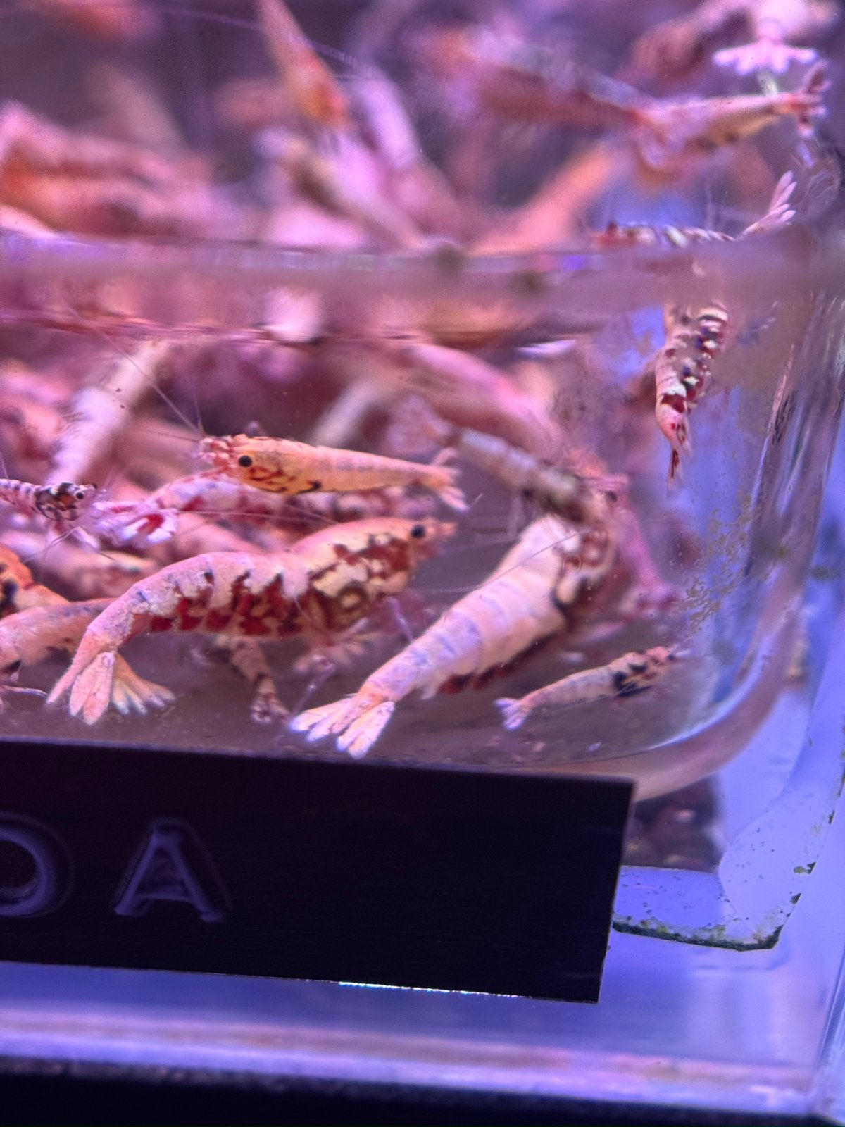 Caridina red boa, Dieren en Toebehoren, Kreeft, Krab of Garnaal