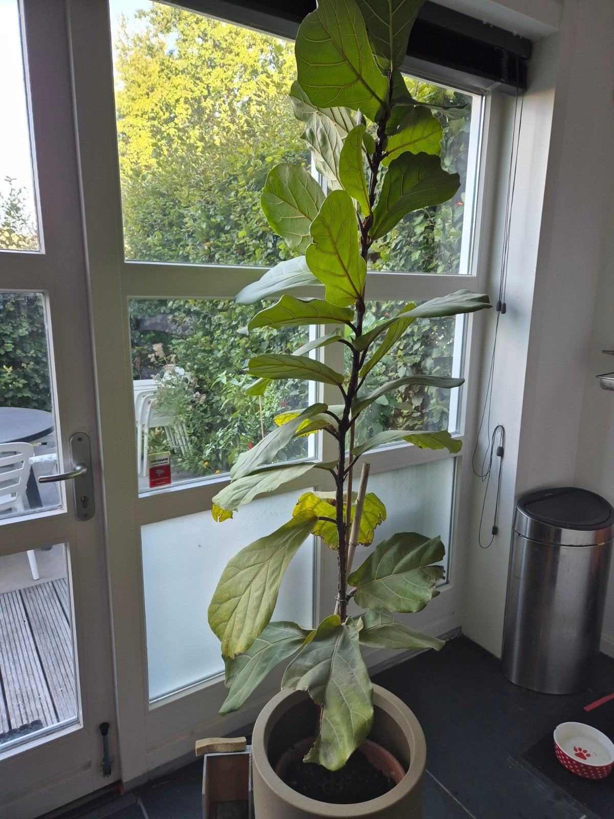 Grote Tabaksplant - Ficus Lyrata, Ophalen