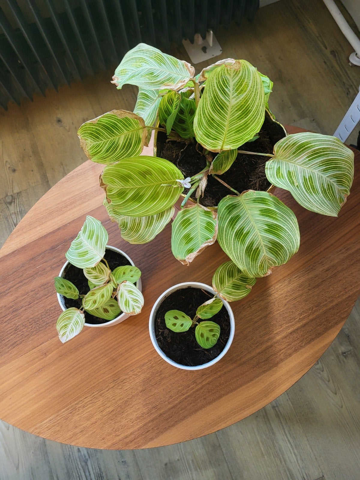 Maranta leuconeura (gebedsplant) - 2 stekjes, Ophalen, Vaste plant, Overige soorten, Halfschaduw