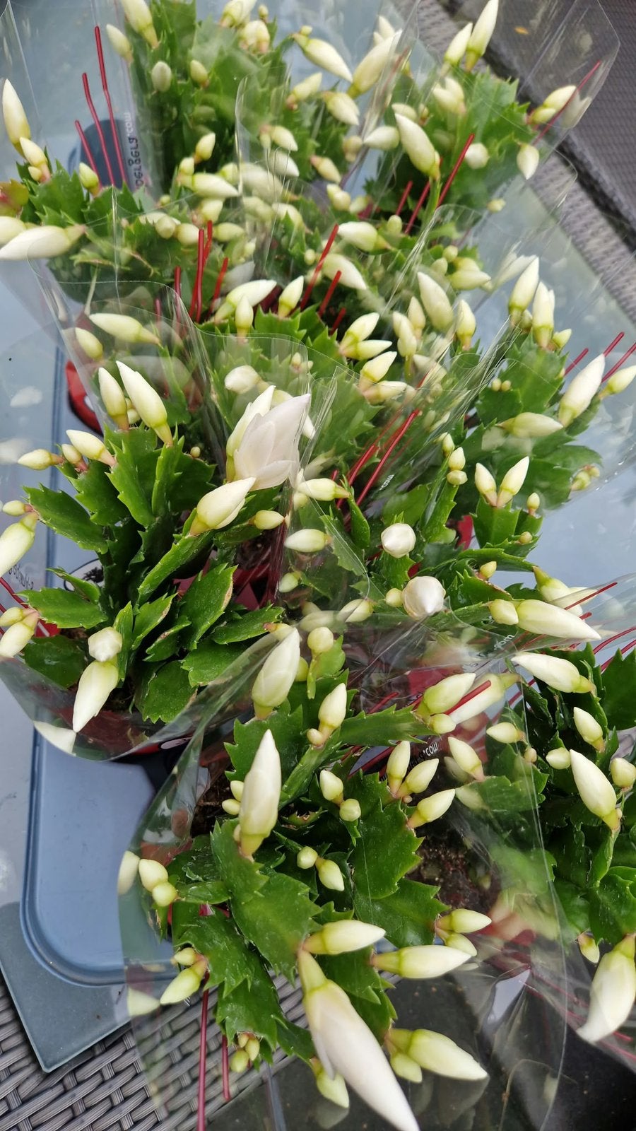 Lidcactus (binnen plant), Huis en Inrichting, Ophalen