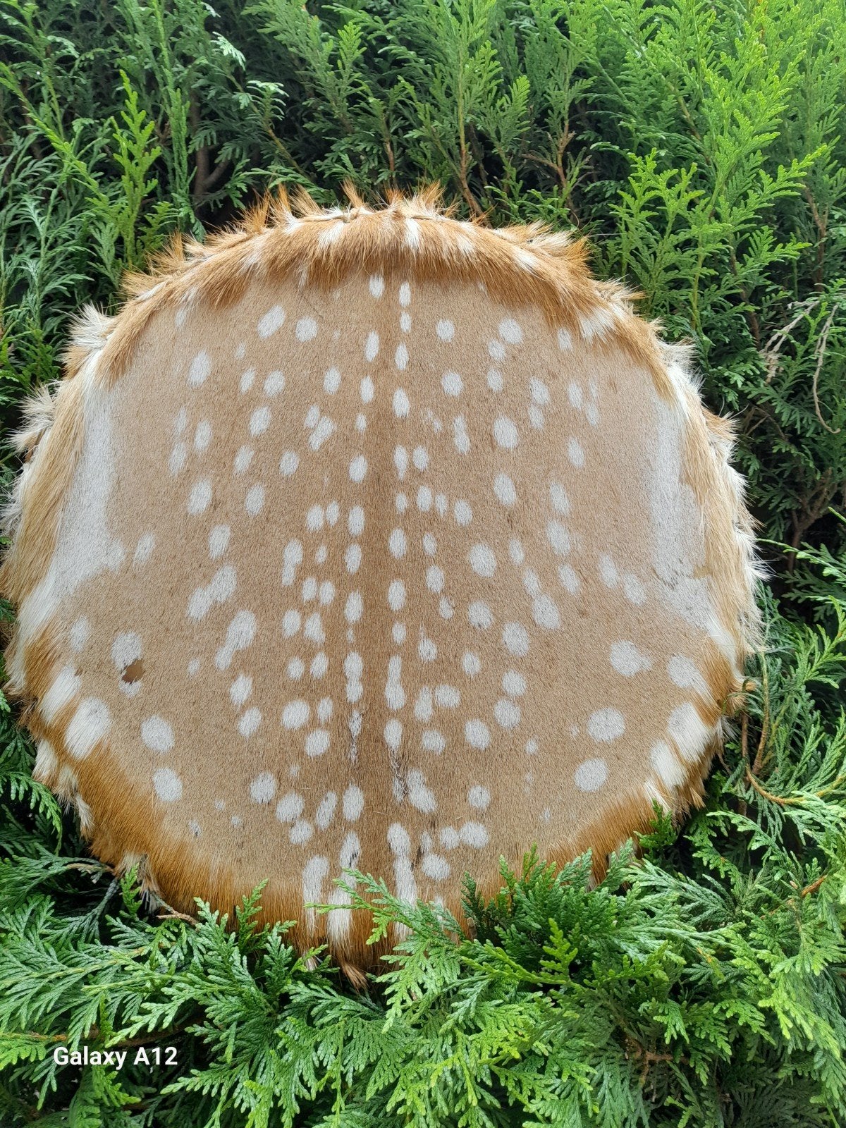 Mooie sjamanendrum van Damhert, Ophalen, Nieuw, Trommel