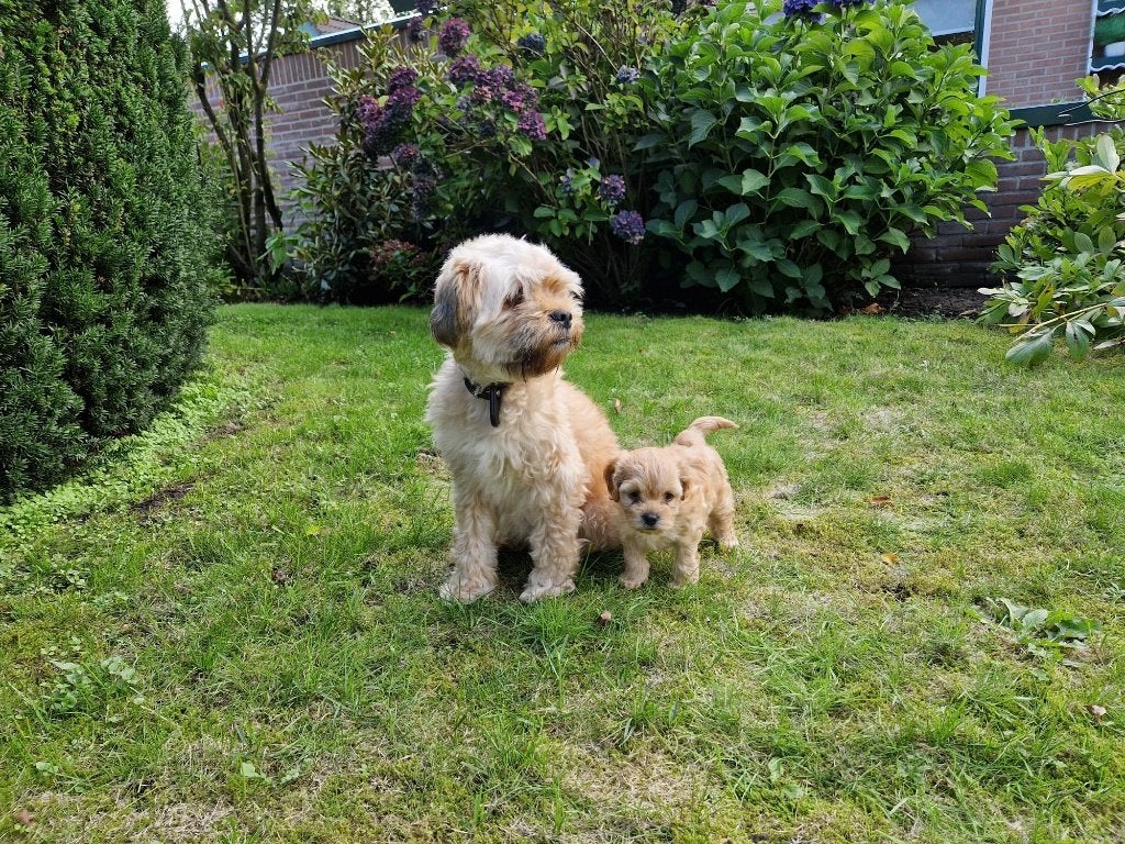 Lieve boomer pups (teefje en reutje), Dieren en Toebehoren, 8 tot 15 weken, CDV (hondenziekte), Meerdere, Meerdere dieren