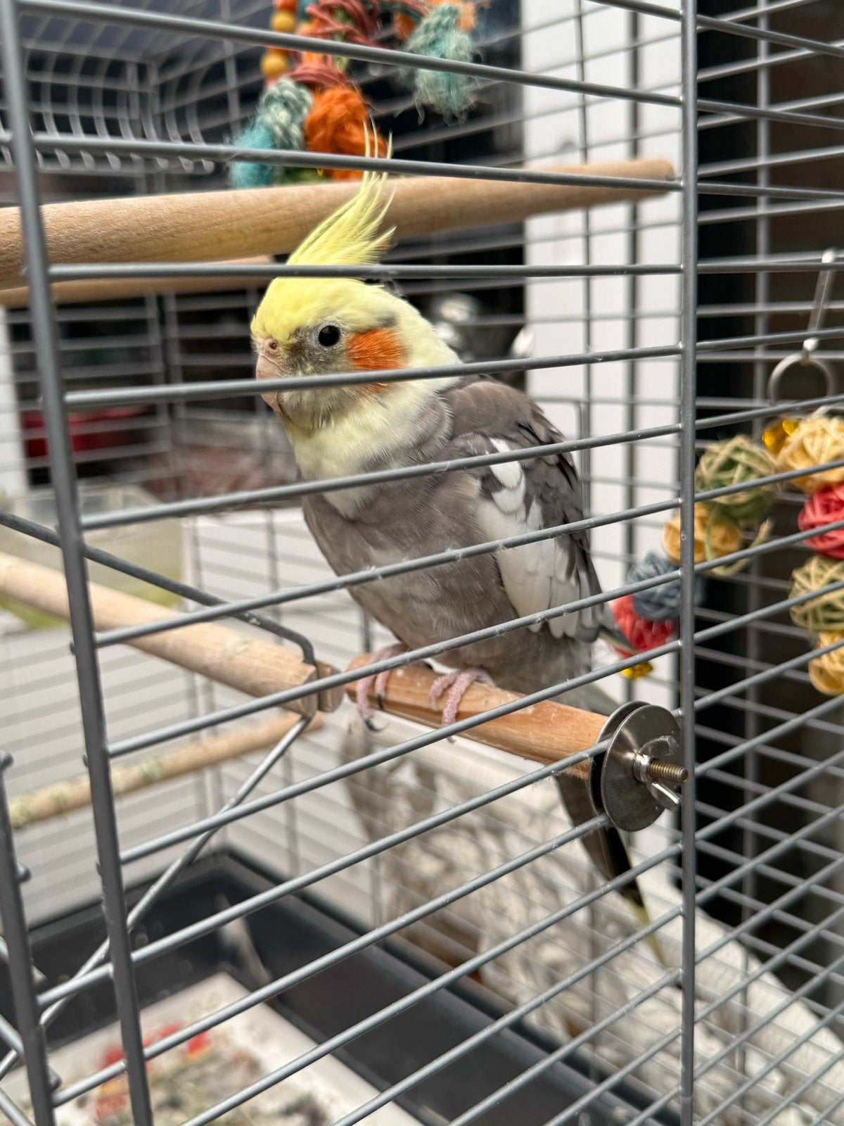 Valparkiet inclusief kooi, Ophalen, Hout, Vogelkooi