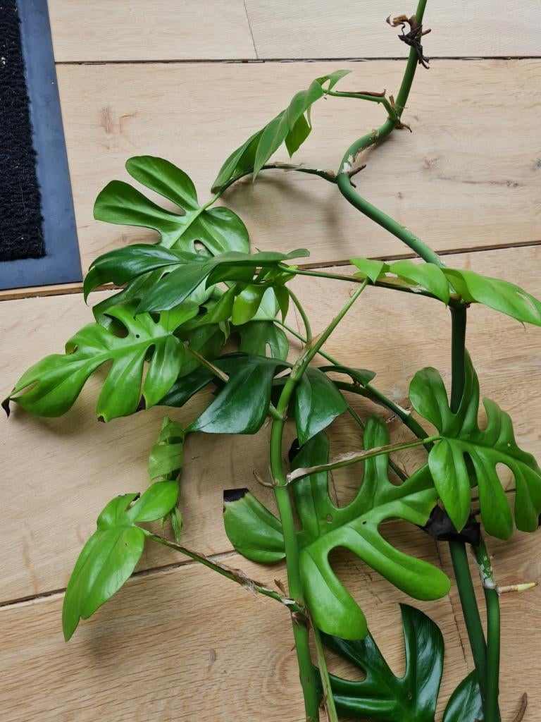 Monstera minima (variegata) , 3 lange stekken, Huis en Inrichting, Kamerplanten, Ophalen of Verzenden, Halfschaduw, Minder dan 100 cm