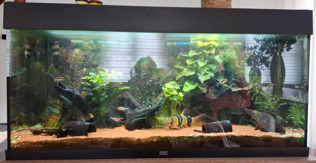 Aquarium 100x50x40 met juwel pomp 180 liter met led verlicht, Ophalen, Inclusief deksel, Filter, Juwel