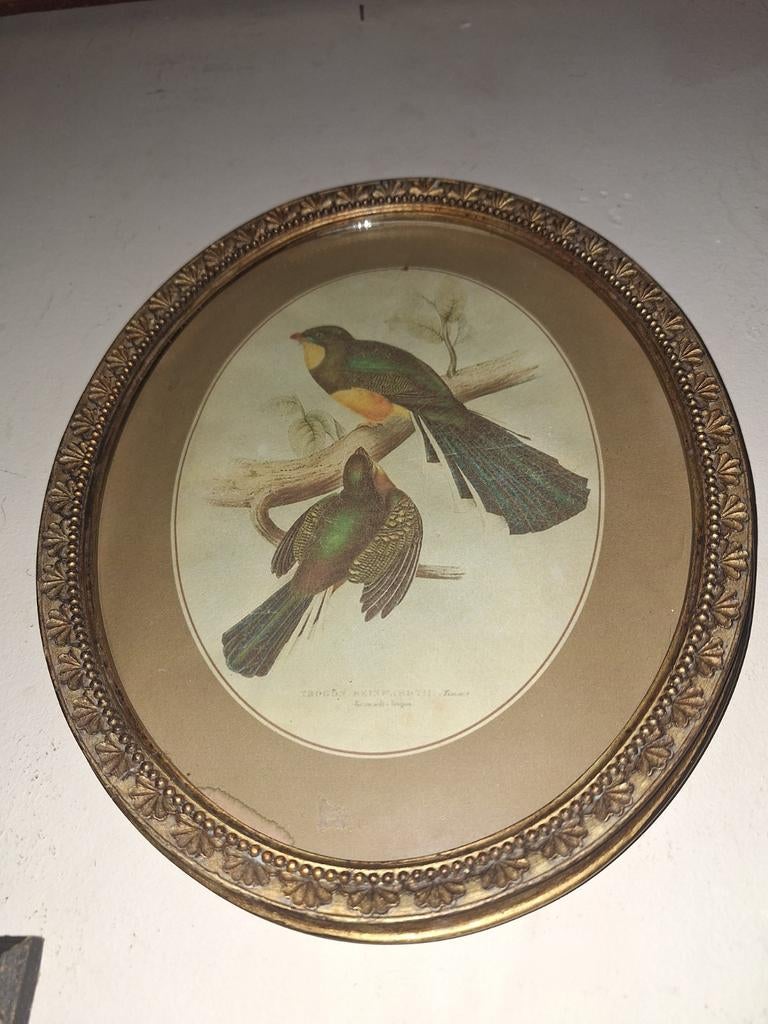 Vogel prent, Antiek en Kunst, Ophalen of Verzenden