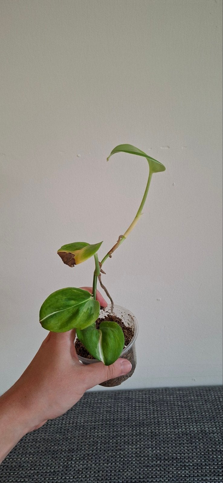 Scindapsus moonlight variegata, Ophalen, Halfschaduw, Minder dan 100 cm