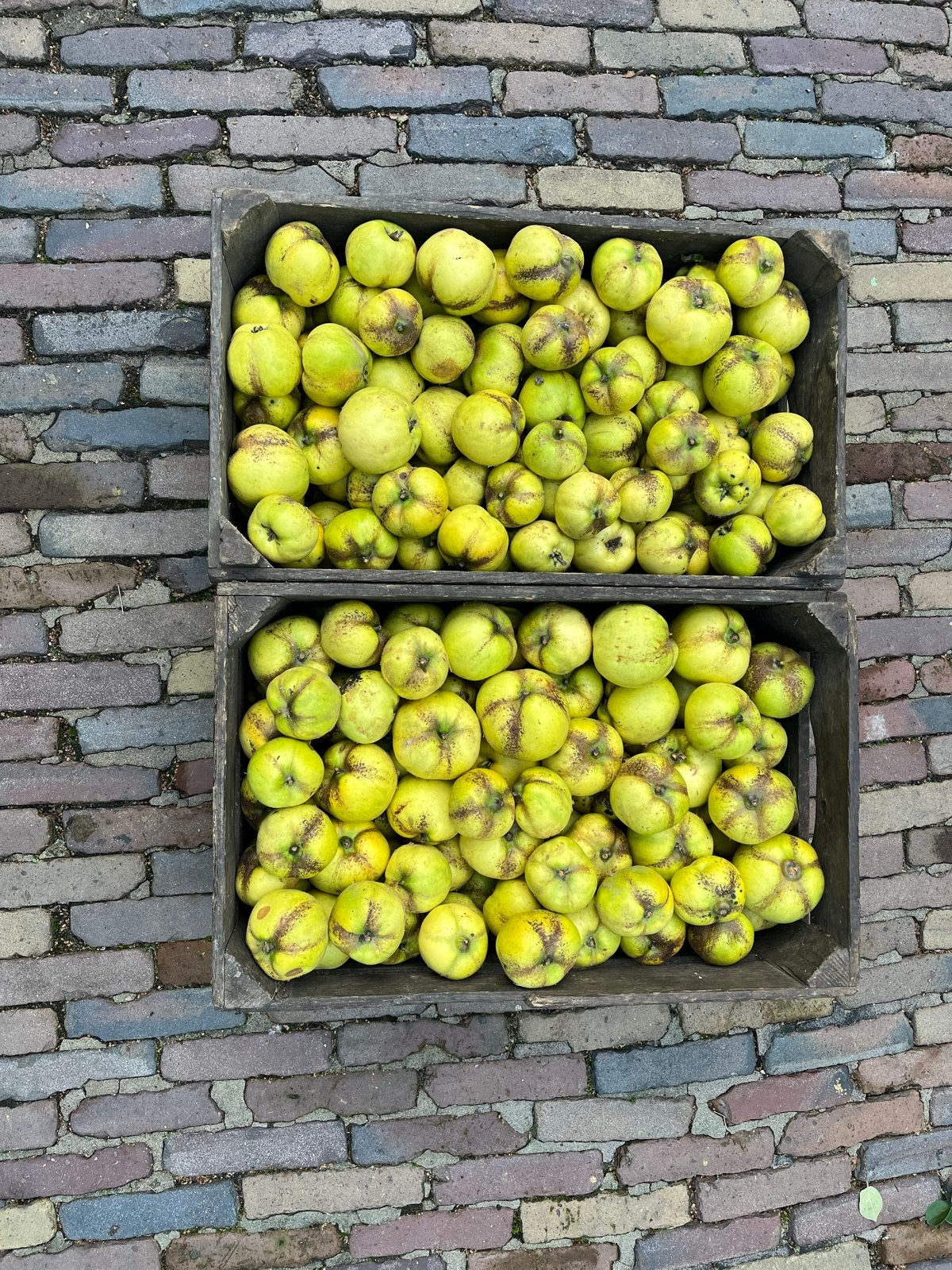 Biologische Kweeperen - Ca. 50 kg beschikbaar, Ophalen