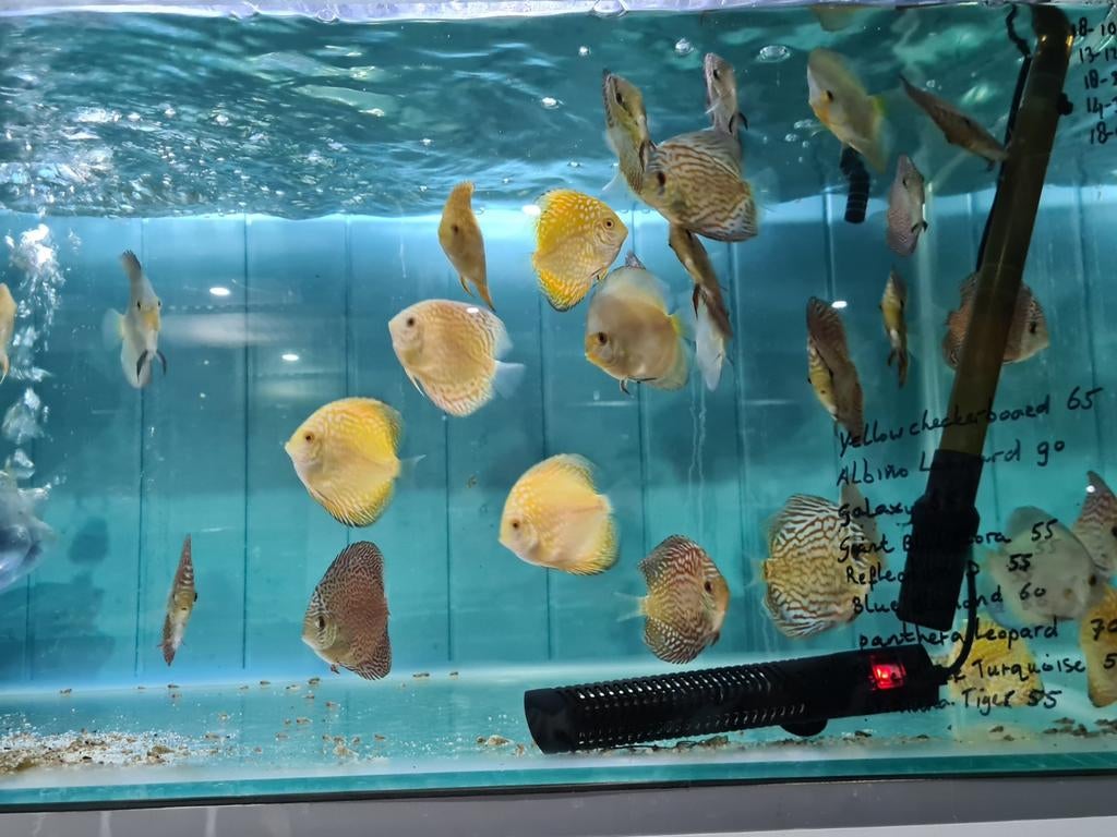 Discus, Sympysodon Discus, Vis, Zoetwatervis