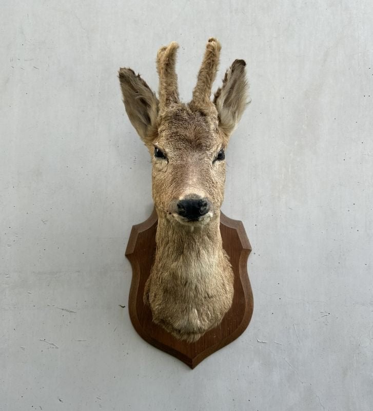 Hertekop, ree met gewei - taxidermie - bast wintergewei, Ophalen of Verzenden, Gebruikt, Hert, Gewei of Kop